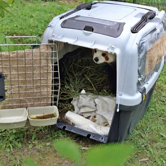 pandka ruda, zoo Gdańsk 2025