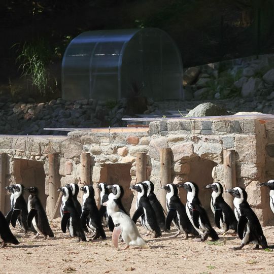 wybieg pingwinów, zoo Gdańsk 2025