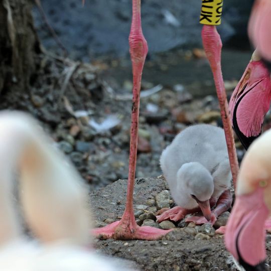 młode flamingi, zoo Gdańsk 2025