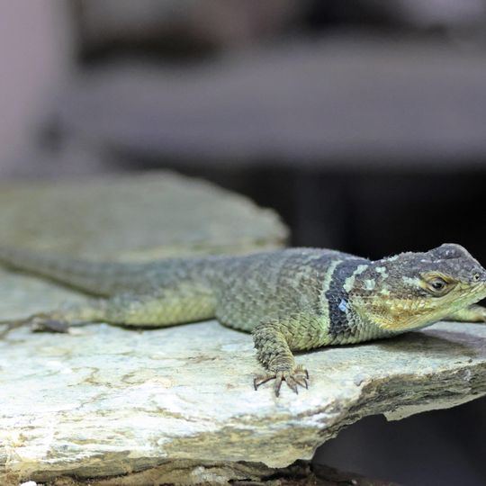 legwanik obrożny, zoo Gdańsk 2025