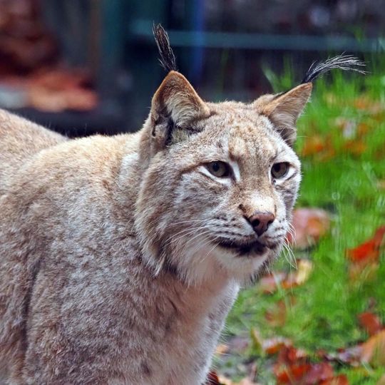 ryś, zoo Gdańsk 2025