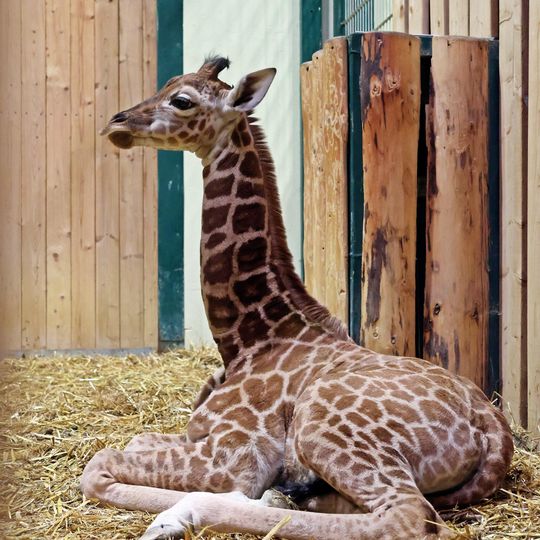 żyrafa ugandyjska, zoo Gdańsk 2025