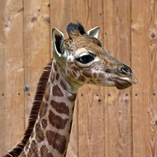 młoda żyarafa, zoo Gdańsk 2025