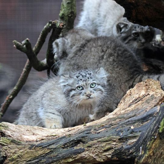 maule, zoo Gdańsk 2025