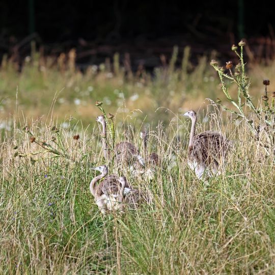 nandu szare, zoo Gdańsk 2025