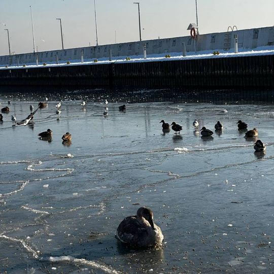 akcja ratowania łabędzia w gdyńskiej marinie