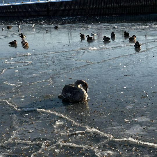 akcja ratowania łabędzia w gdyńskiej marinie