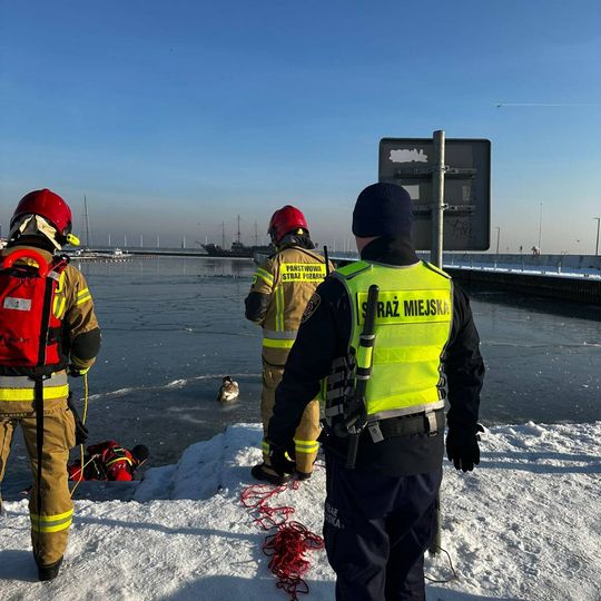 akcja ratowania łabędzia w gdyńskiej marinie