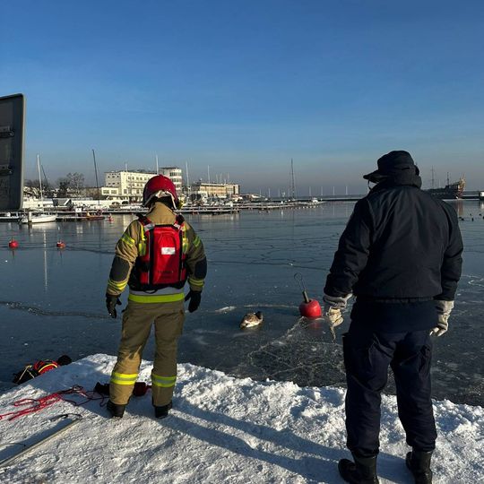 akcja ratowania łabędzia w gdyńskiej marinie