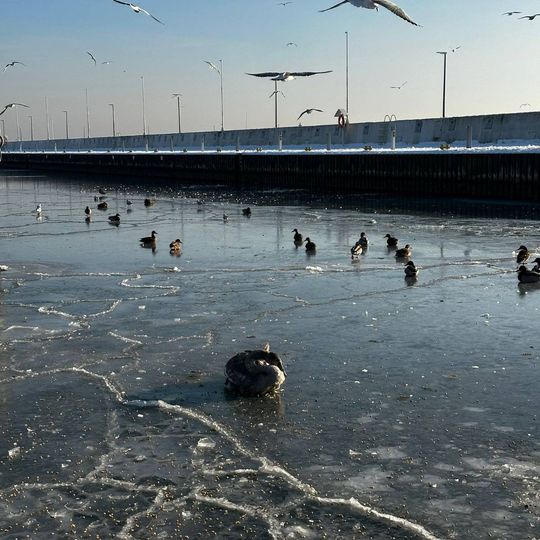 akcja ratowania łabędzia w gdyńskiej marinie