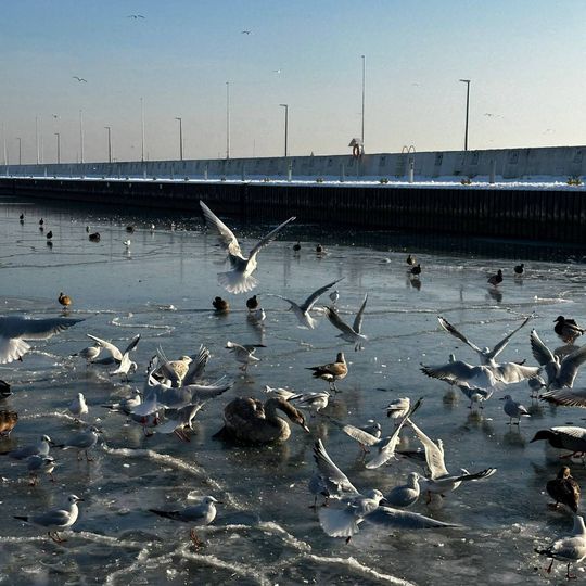 akcja ratowania łabędzia w gdyńskiej marinie