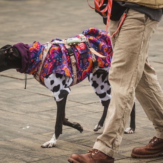 wolontariusze WOŚP, Gdańsk 2026