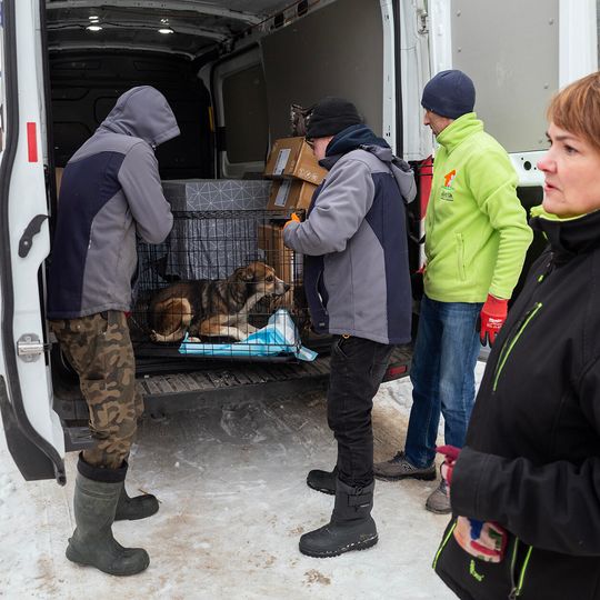 przyjazd psów z likwidowanego schroniska pod Radomiem do gdańskiego Promyka