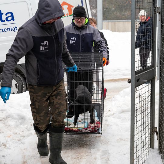 przyjazd psów z likwidowanego schroniska pod Radomiem do gdańskiego Promyka