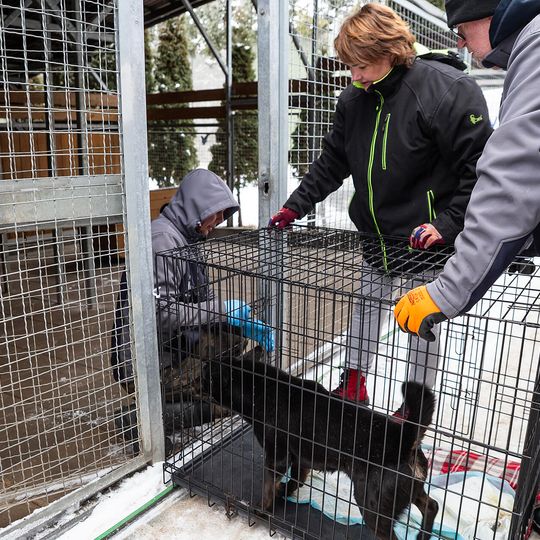 przyjazd psów z likwidowanego schroniska pod Radomiem do gdańskiego Promyka