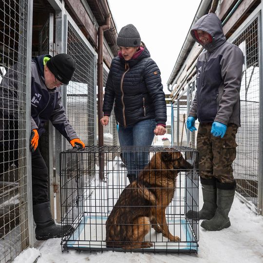 przyjazd psów z likwidowanego schroniska pod Radomiem do gdańskiego Promyka