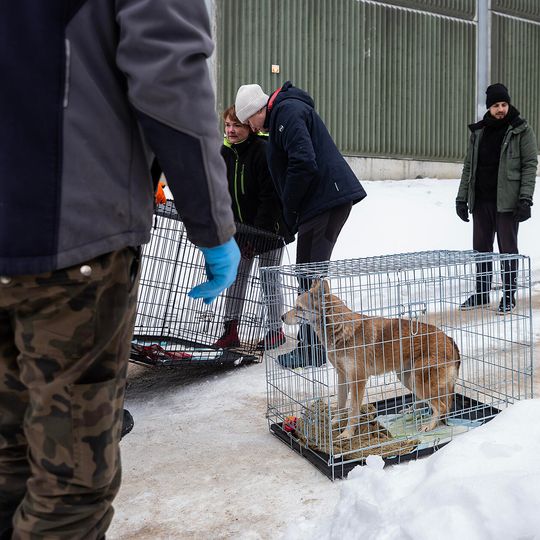 przyjazd psów z likwidowanego schroniska pod Radomiem do gdańskiego Promyka