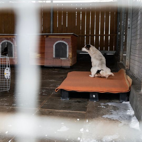 przyjazd psów z likwidowanego schroniska pod Radomiem do gdańskiego Promyka