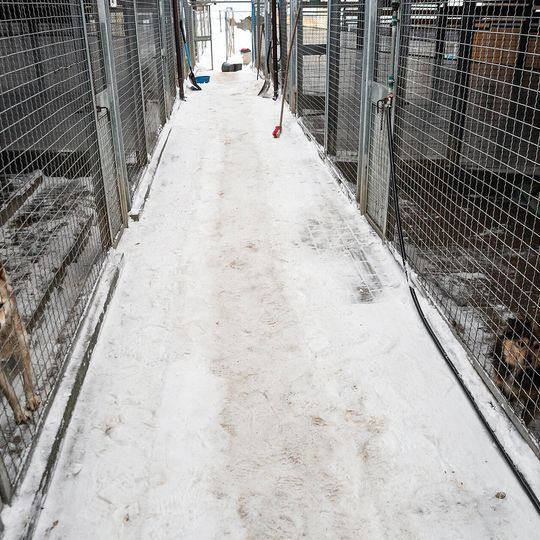 przyjazd psów z likwidowanego schroniska pod Radomiem do gdańskiego Promyka