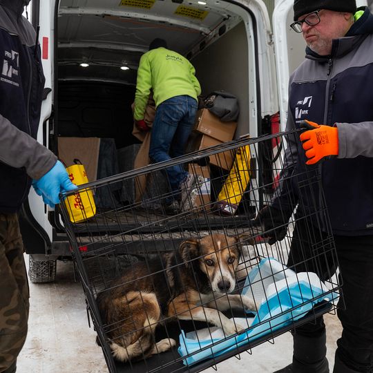 przyjazd psów z likwidowanego schroniska pod Radomiem do gdańskiego Promyka