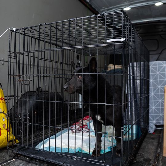 przyjazd psów z likwidowanego schroniska pod Radomiem do gdańskiego Promyka