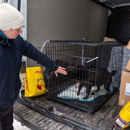 przyjazd psów z likwidowanego schroniska pod Radomiem do gdańskiego Promyka