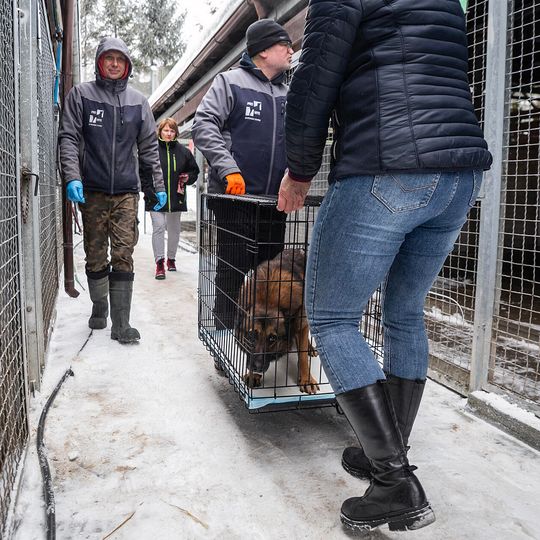 przyjazd psów z likwidowanego schroniska pod Radomiem do gdańskiego Promyka