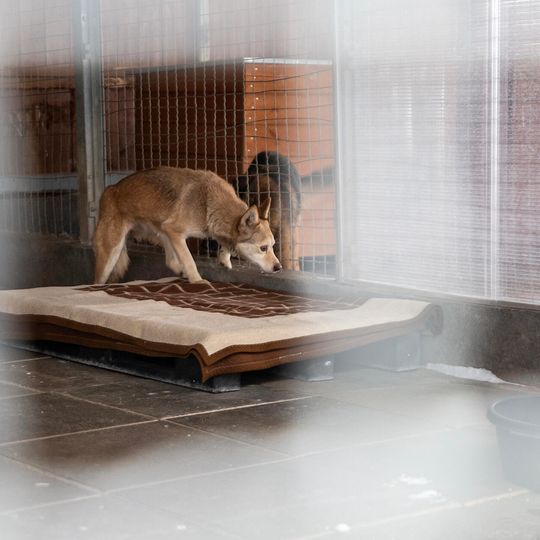 przyjazd psów z likwidowanego schroniska pod Radomiem do gdańskiego Promyka