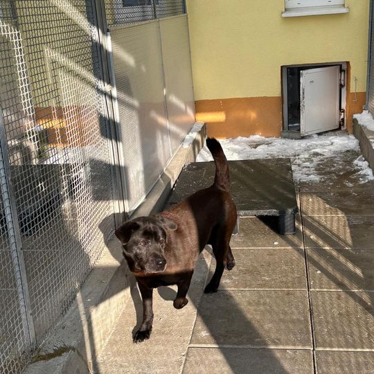 przyjazd psów z likwidowanego schroniska pod Radomiem do gdańskiego Promyka