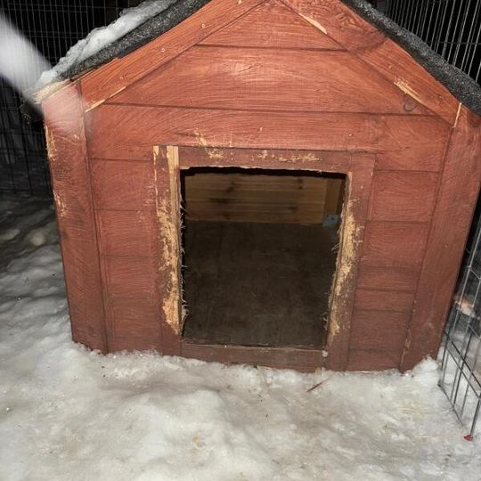 akcja ratowania przemarzniętego i głodnego psa w Gdyni