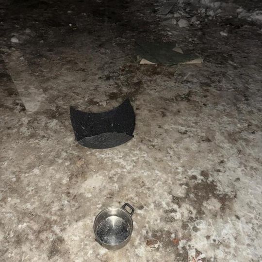 akcja ratowania przemarzniętego i głodnego psa w Gdyni