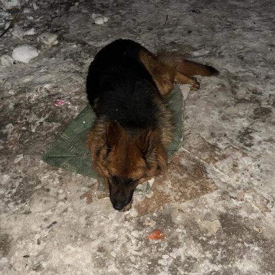 akcja ratowania przemarzniętego i głodnego psa w Gdyni