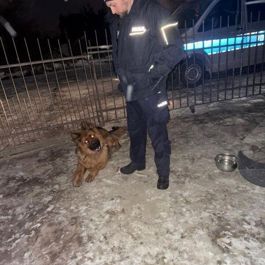 akcja ratowania przemarzniętego i głodnego psa w Gdyni