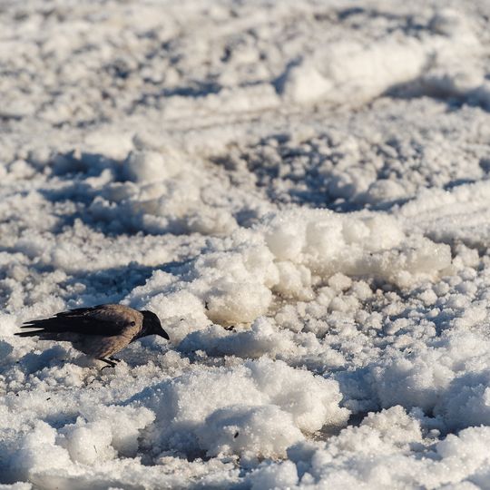 zamarznięta Zatoka Gdańska, Sopot 2026