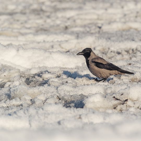 zamarznięta Zatoka Gdańska, Sopot 2026