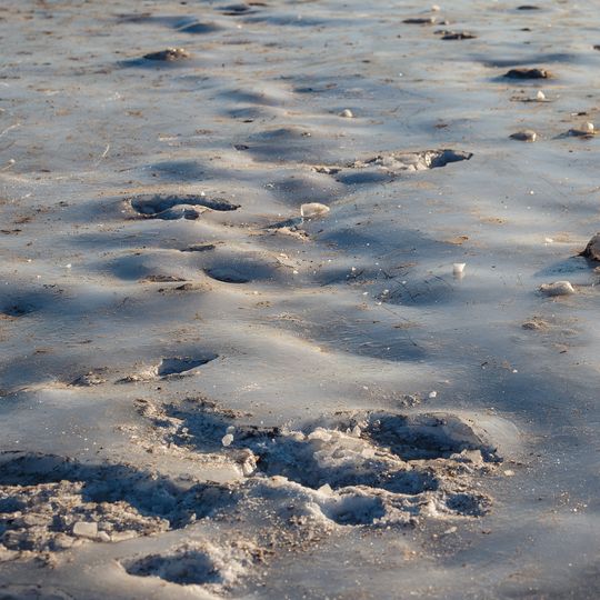 zamarznięta Zatoka Gdańska, Sopot 2026