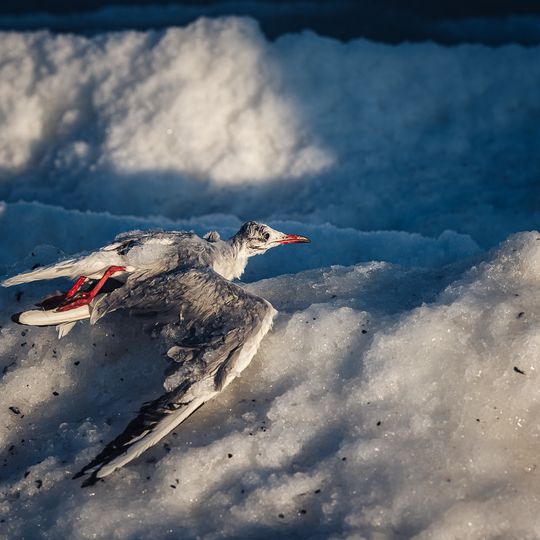 zamarznięta Zatoka Gdańska, Sopot 2026