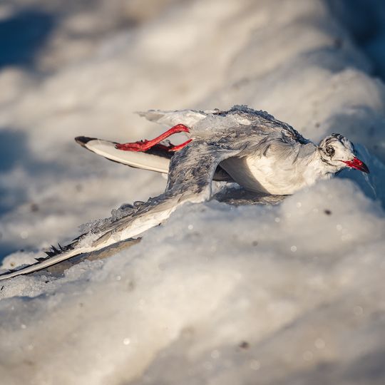 zamarznięta Zatoka Gdańska, Sopot 2026