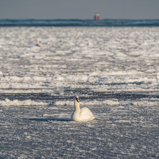 zamarznięta Zatoka Gdańska, Sopot 2026