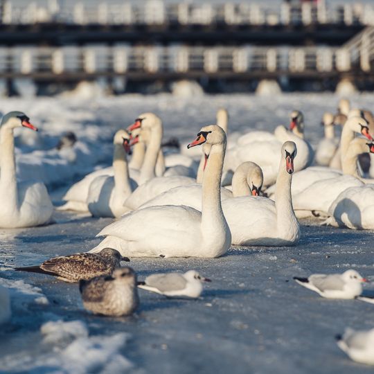 zamarznięta Zatoka Gdańska, Sopot 2026