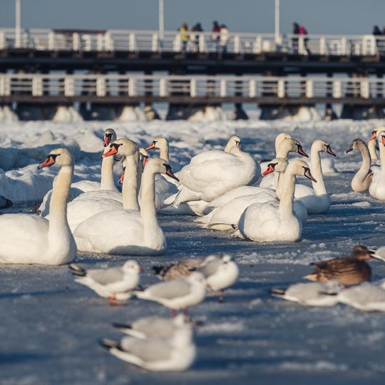 zamarznięta Zatoka Gdańska, Sopot 2026