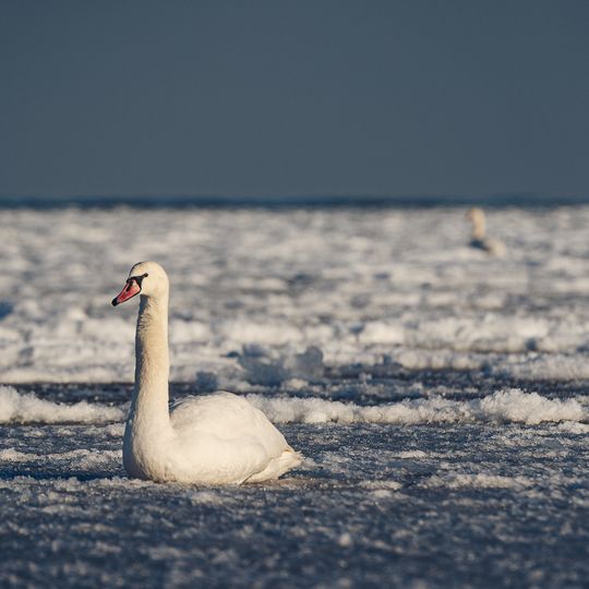 zamarznięta Zatoka Gdańska, Sopot 2026