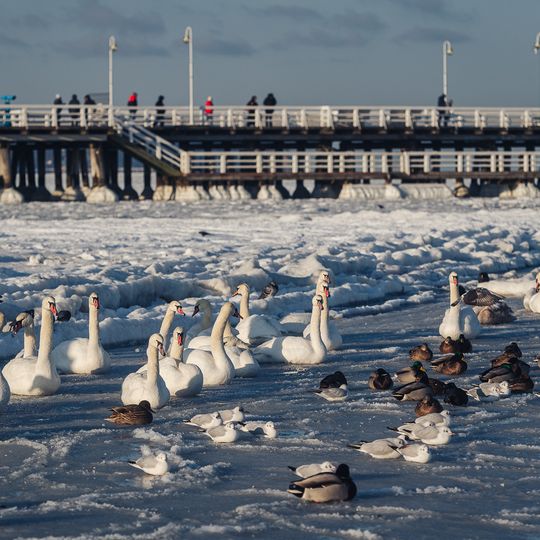 zamarznięta Zatoka Gdańska, Sopot 2026