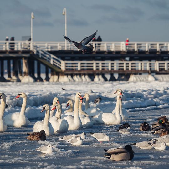 zamarznięta Zatoka Gdańska, Sopot 2026
