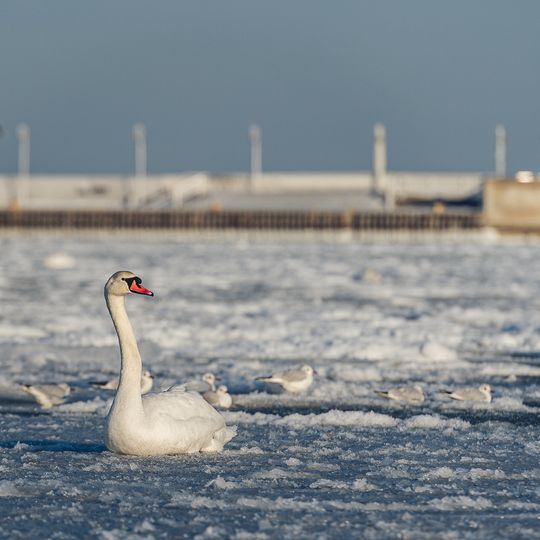 zamarznięta Zatoka Gdańska, Sopot 2026