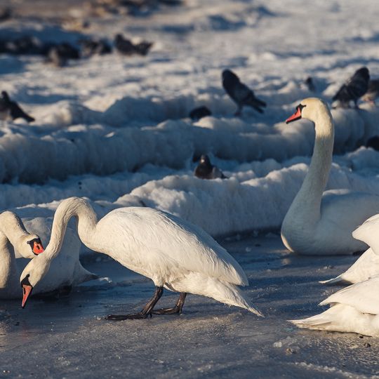 zamarznięta Zatoka Gdańska, Sopot 2026