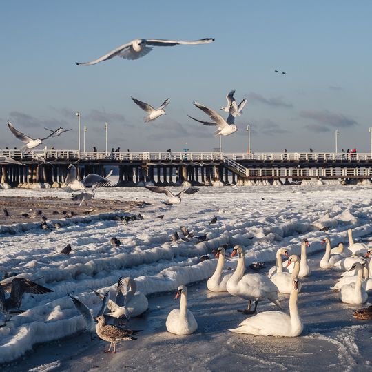 zamarznięta Zatoka Gdańska, Sopot 2026