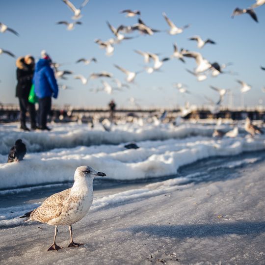 zamarznięta Zatoka Gdańska, Sopot 2026