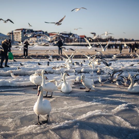 zamarznięta Zatoka Gdańska, Sopot 2026