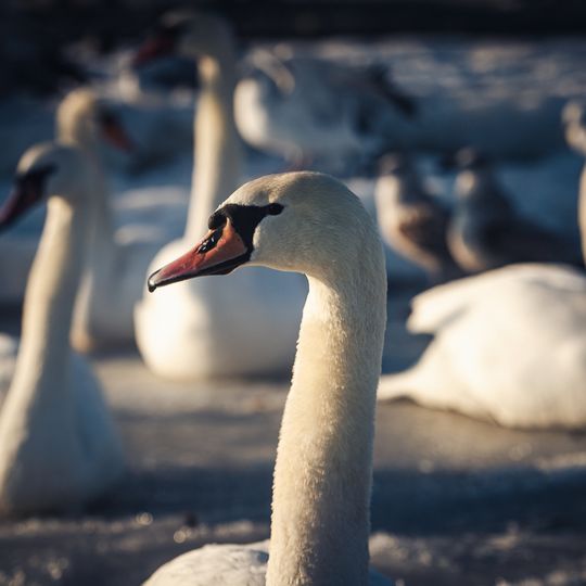 zamarznięta Zatoka Gdańska, Sopot 2026